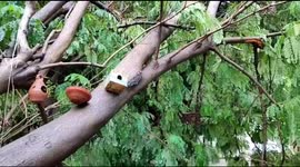 Aftermath of cyclone Tautae effect in Rajkot