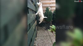 'Epic Compilation of Westie Living her Best Life '
