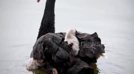 Adorable black swan cygnet peeks out from plumage of its parent hours after being born