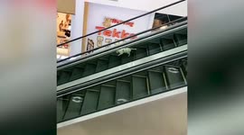 Confused cat struggles to walk wrong way down moving escalator