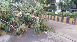 India: Cyclone Tauktae Leaves Trail Of Downed Trees And Damaged Properties 2