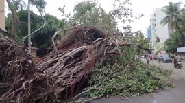 India: Cyclone Tauktae Leaves Trail Of Downed Trees And Damaged Properties