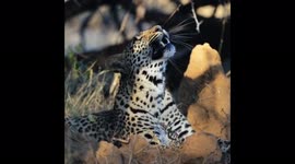 Young, sleepy leopard yawing while lounging in the African bush