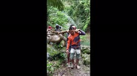 3-Local catch a suspected human-eating 7m python with a huge belly in Indonesia forest