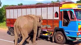 Hungry elephant searches for food inside abandoned truck in Sri Lanka