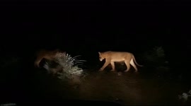 Lionesses find themselves in prickly affair as they confront defensive porcupine