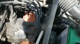 Kittens found trapped in car engine rescued