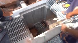 Wild monitor lizard saved after getting stuck in water pipe