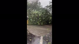 India: Cyclone Tauktae Leaves Trail Of Downed Trees And Damaged Properties 4