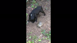 Dog doesn't know how to react when chased by relentless tortoise