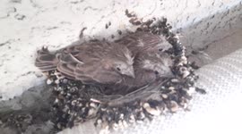 12 day old baby birds almost ready to leave the nest