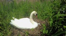 Mute Swan on it's nest watching over newly hatched Cygnets