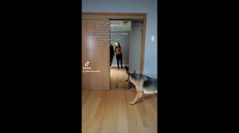 Pet owners in hysterics as German shepherd is startled by her mirror reflection
