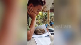 Cute yet very clingy cat prevents productive study session to play