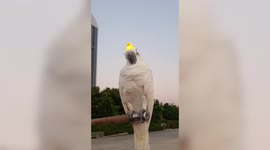 Parrot parades around with illuminated rubber duck on its head