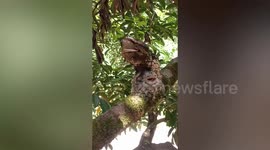 Can you spot the camouflaged birds on this tree trunk?