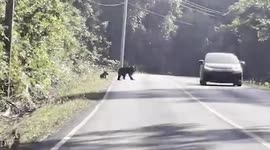 Mother bear and her baby bear cross the road together in Thailand