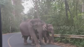 Adorable elephants stroll alongside road