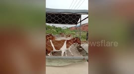 Chinese farmer herds sheep in cage to avoid them running away