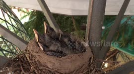 Cute Robin Red Breast chicks struggle to stay awake wondering