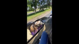 'Excited Dog Named Harley Enjoying his Harley-Davidson Ride'