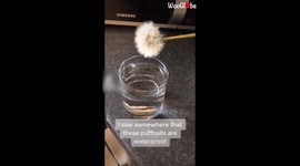 ''Incroyable!' Frenchman Stunned after Dipping Dandelion in Water'