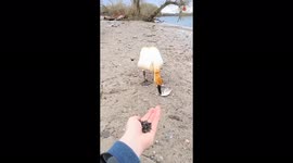 'Well-Mannered Swan Thanks Man for Feeding it'