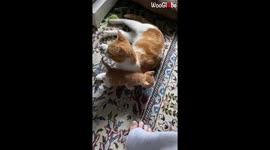 Stray cat claims home as her own by dropping off 5 kittens