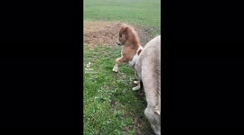 Foal having the best day ever!