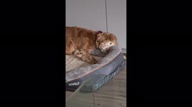 This one-eyed, deaf dog with arthritis can only run in her dreams