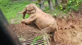 Rescuers in southern India use mechanical digger to shove elephant to safety from mud pit