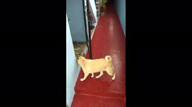 Owner trains pet pooch to put itself into doghouse
