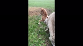This adorable rescued foal just loves life and can't stop running