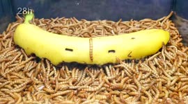 YouTuber films creepy timelapse of 10,000 mealworms eating banana
