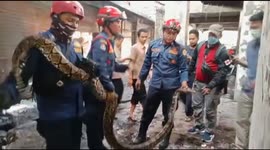 Firefighters haul monster five-metre python from plumbing of home in Indonesia