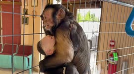 Baby Capuchin Monkey Merlin Shows His Love to Sasha His Adopted Mother