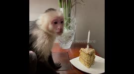 Capuchin Monkey Cody celebrating his birthday with a slice of birthday cake