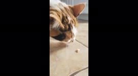 Cat makes puke face at stinky treats