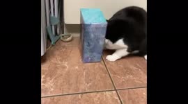 Greedy cat gets head stuck in tissue box after owner hides treat stash inside