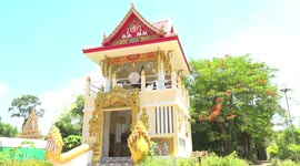 Buddhist temple has adorable pet pigs that play with the dogs