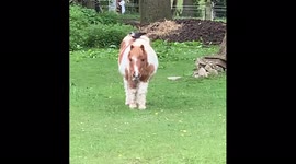 Springtime in England: a jackdaw harvests a cosy nest lining directly from a contented Shetland pony's back