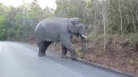 Wild elephant strolls on mountain road looking for food