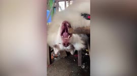 Amusing footage shows husky sleeping with mouth wide open while hanging over edge of table