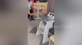 Injured bird perches on toddler’s chair in fast food restaurant area after being rescued