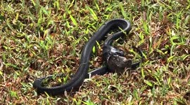 Black-necked spitting cobra tries to swallow huge frog