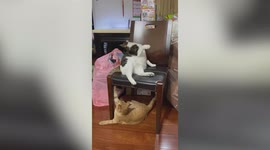 Naughty pet cat plays with another moggie’s tail