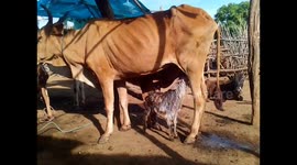 Lamp that lost its mother is weaning from the cow in South India.