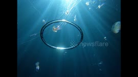 Strangely beautiful moment two jellyfish get carried off by a bubble ring