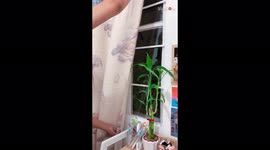 'Filipina Tries the Fake Window Challenge, Amazed by Results'