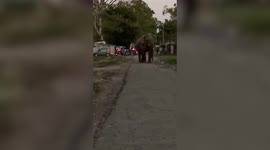 Elephant chases after locals in street in northern India